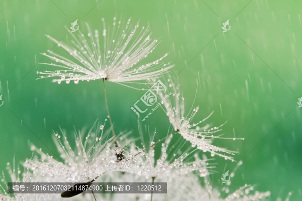 濕蒲公英種子的特寫