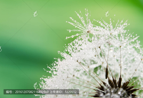 濕蒲公英種子的特寫