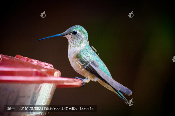 坐在綠色的小蜂鳥(niǎo)