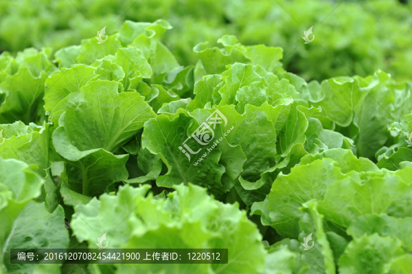 土壤生菜