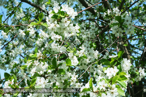 櫻桃樹(shù)上的花