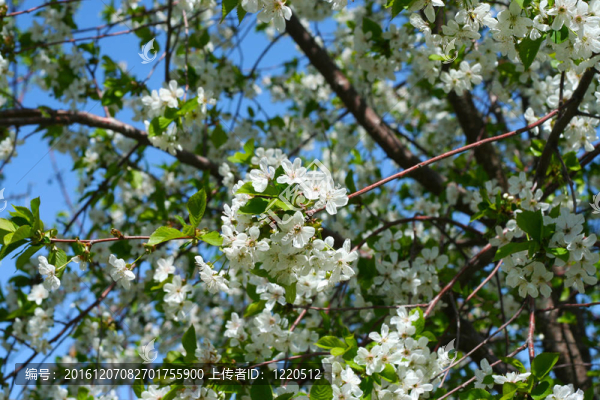 櫻桃樹(shù)上的花