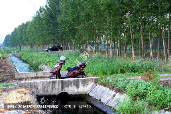 田間道,田間,小路,樹,田野