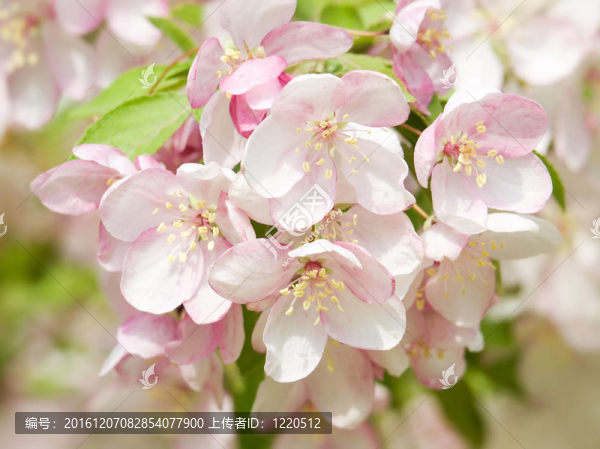 開(kāi)花的蘋果。
