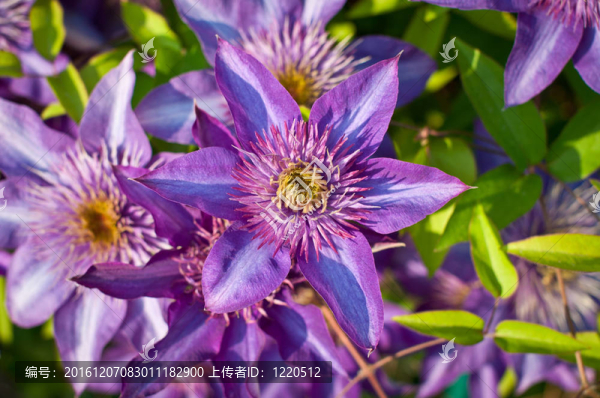 紫色的Clematis,Flowers