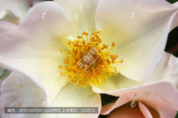 一個白色的犬薔薇雌蕊