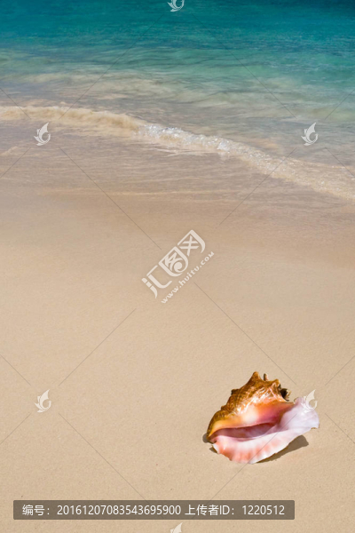 白色海灘上的貝殼