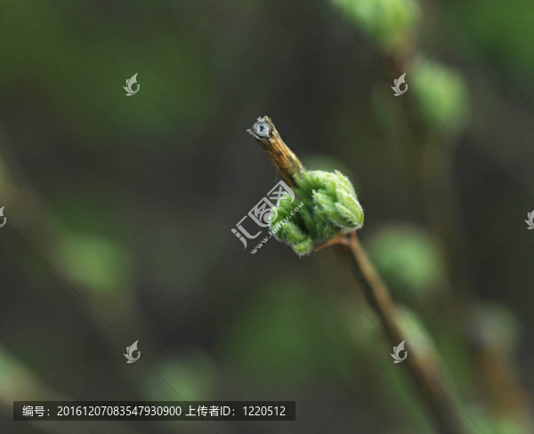 春天的花蕾。自然構成。