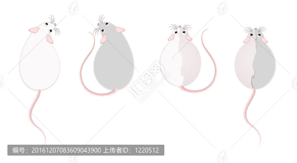 可愛(ài)的毛茸茸的老鼠