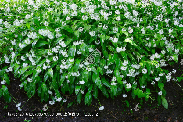 森林野生蒜