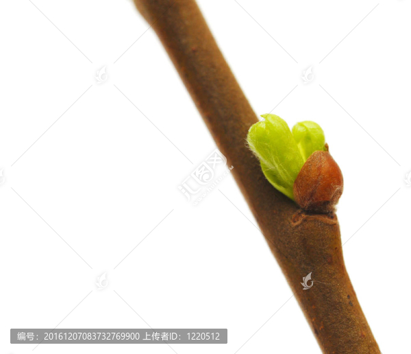 白芽春芽