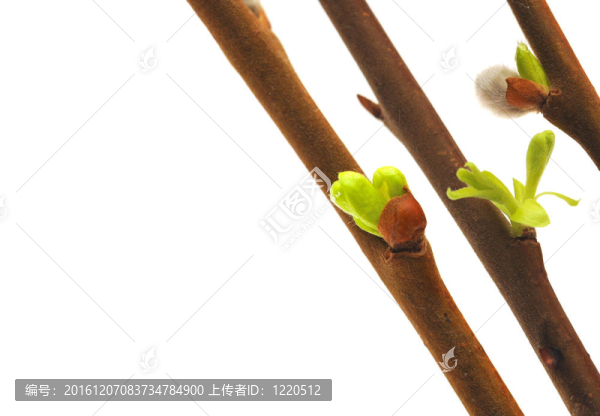 白芽春芽