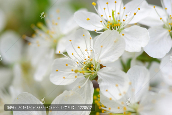 櫻花