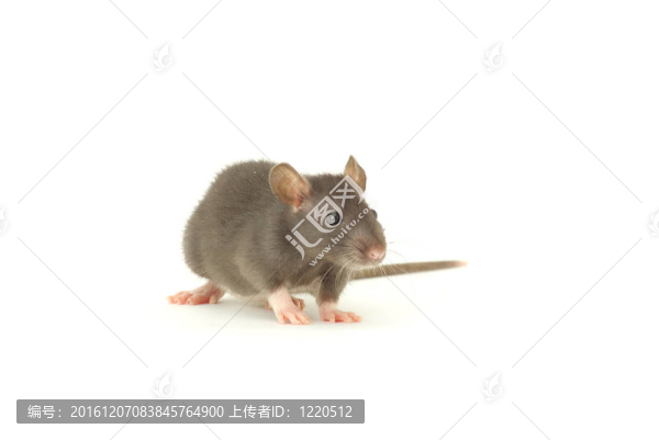 老鼠