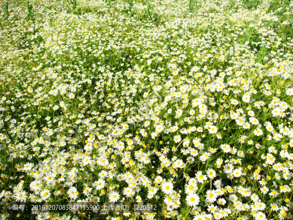 camomiles