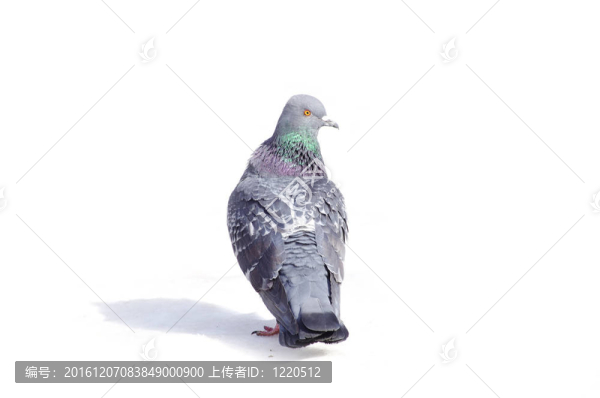 灰鴿子