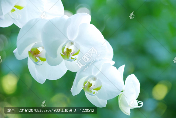 蘭花