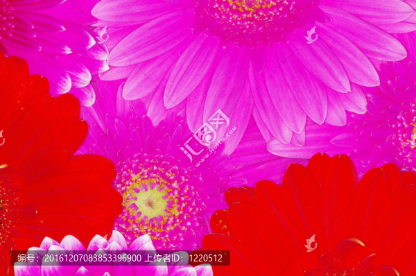 豐富多彩的非洲菊