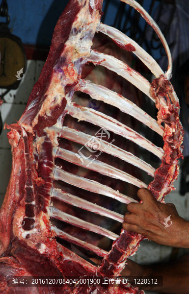 肉胴體