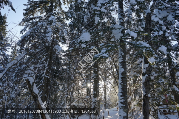 林海雪原