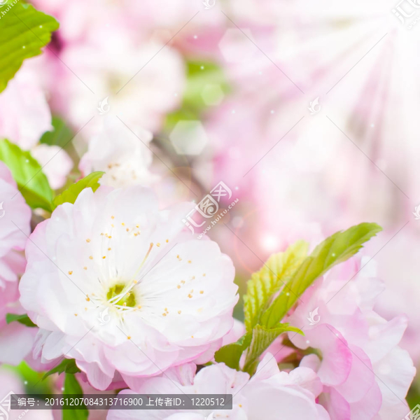 櫻桃樹(shù)粉色花朵