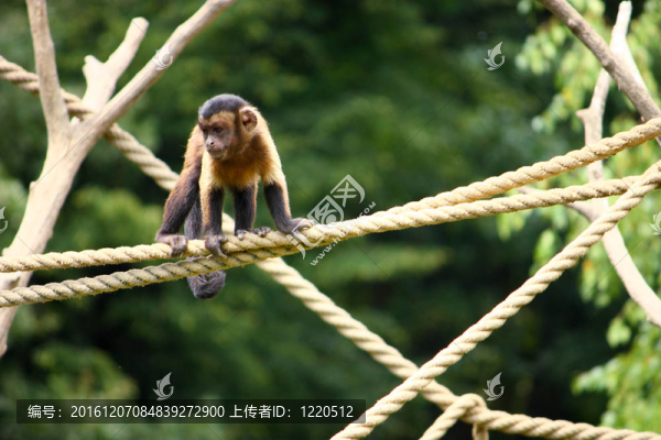懸猴