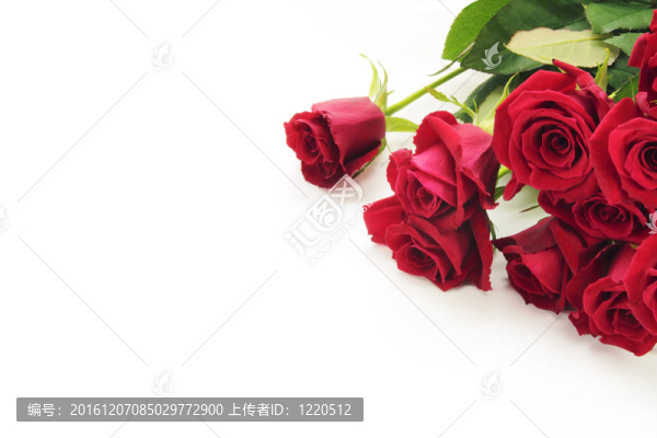 紅玫瑰