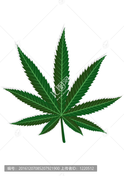 大麻葉