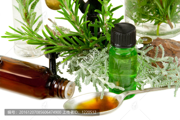 草本植物（羅斯瑪麗和Santolina）在白色背景的醫(yī)學