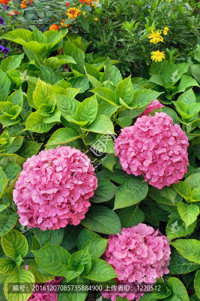 在園林花卉八仙花灌木