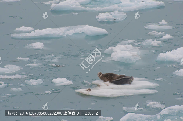 野生海豹