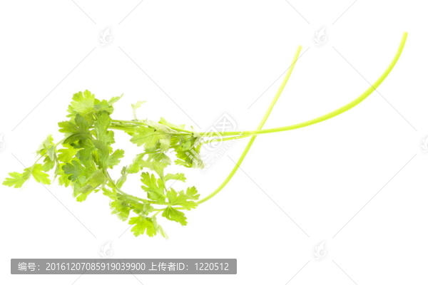 歐芹分離的嫩枝