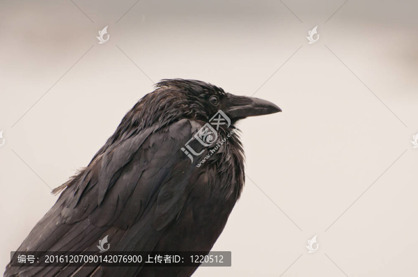 黑烏鴉的特寫
