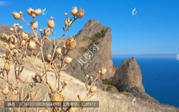 在卡拉達(dá)格山乾草。黑海；克里米亞；烏克蘭