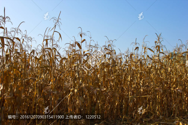 玉米田