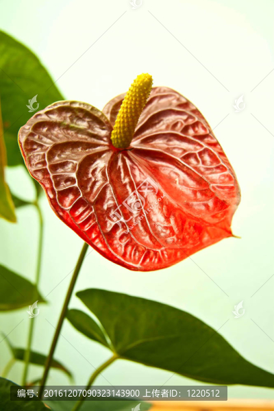 安祖花