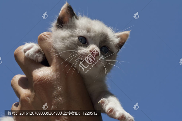 手上的小貓
