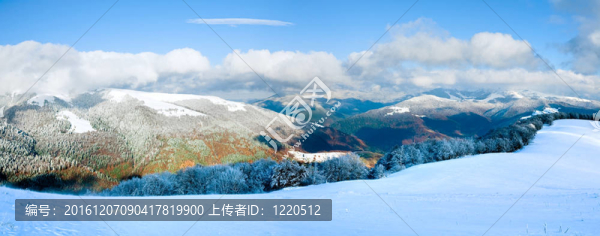 第一次冬季雪和高山山毛櫸森林