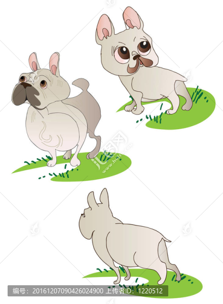 三圖紙的法國斗牛犬