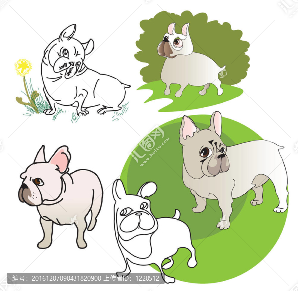 五圖紙的法國(guó)斗牛犬