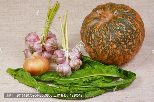 菜園中不同的新鮮蔬菜
