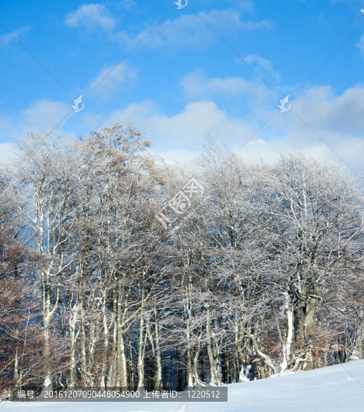 第一次冬季雪和高山山毛櫸森林。