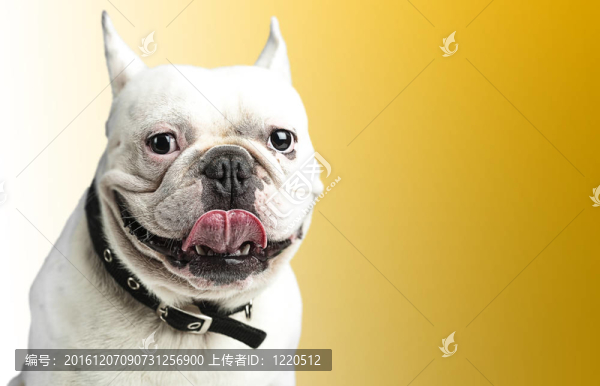 法國斗牛犬