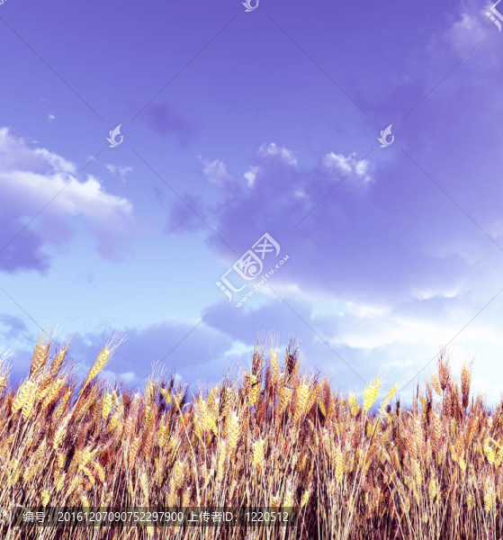 夕陽(yáng)下的麥田