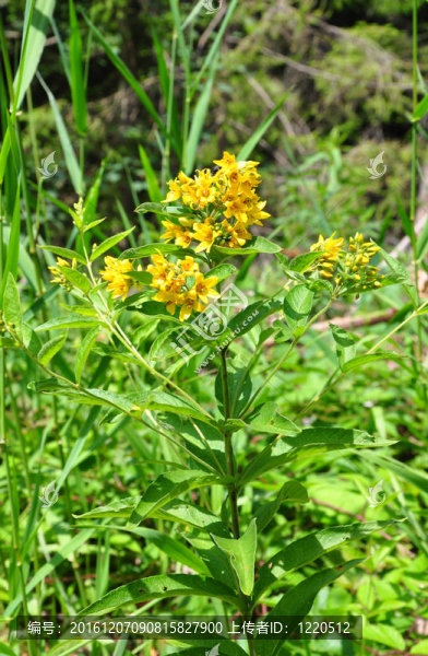 黃蓮花（Lysimachia,vulgaris）