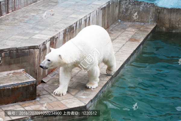 動物園里的北極熊
