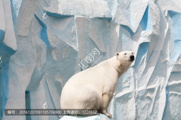 動物園里的北極熊