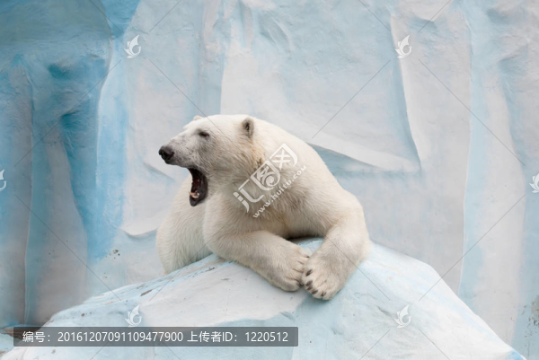 動物園里的北極熊