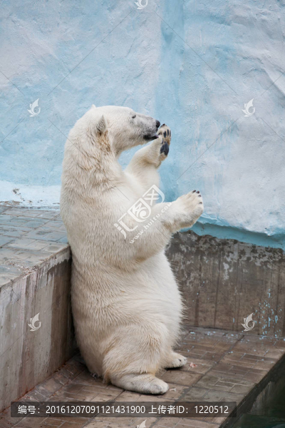 動(dòng)物園里的北極熊