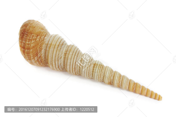 這是海洋的貝殼從海底